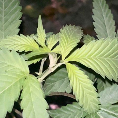 Green Gelato growlog timeline photo