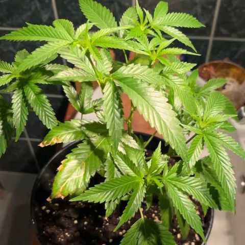 Green Gelato growlog timeline photo