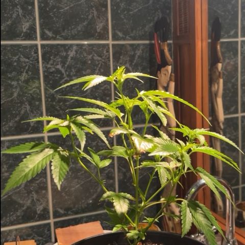 Green Gelato growlog timeline photo