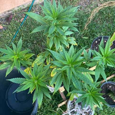 Green Gelato growlog photo: 6:40