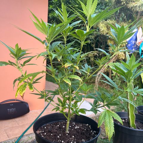 Green Gelato growlog photo: 6:40