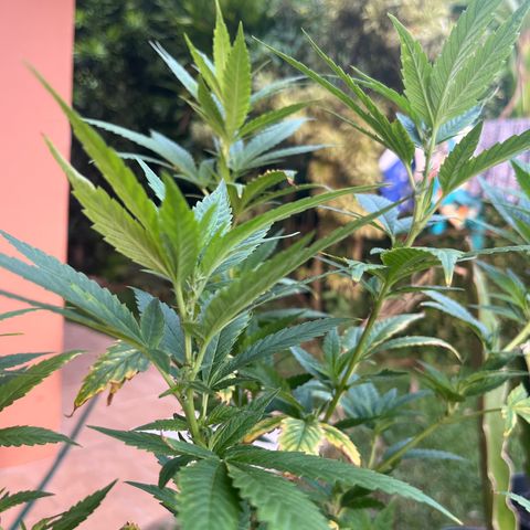 Green Gelato growlog photo: 6:40