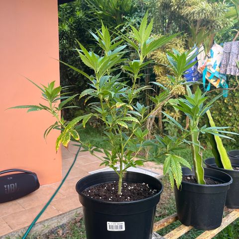 Green Gelato growlog photo: 6:40
