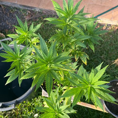 Green Gelato growlog timeline photo