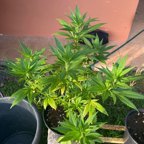 Green Gelato growlog timeline photo