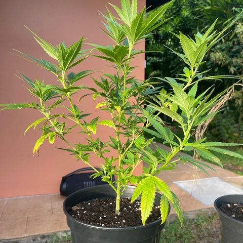 Green Gelato growlog timeline photo