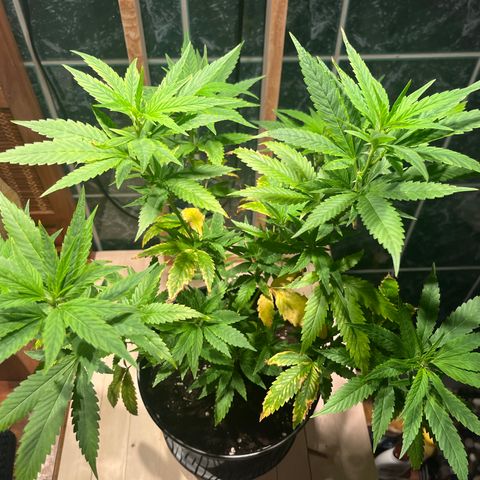 Green Gelato growlog photo: 20:45