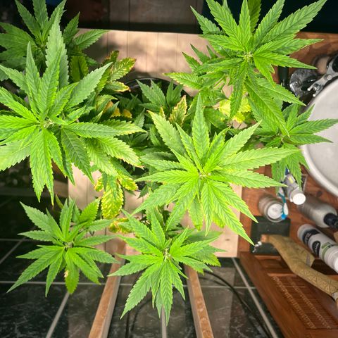 Green Gelato growlog photo: 20:45