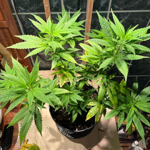 Green Gelato growlog photo: 20:45
