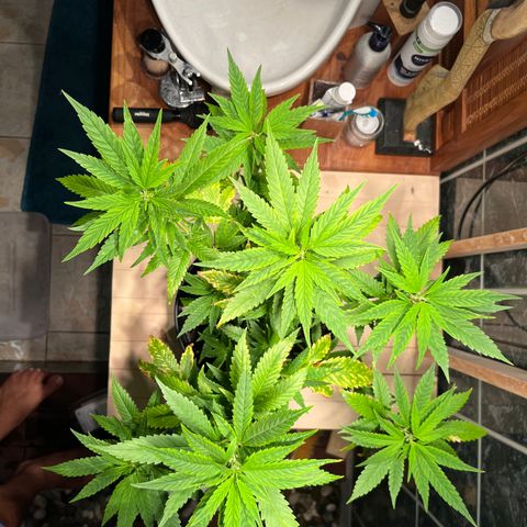 Green Gelato growlog photo: 20:45