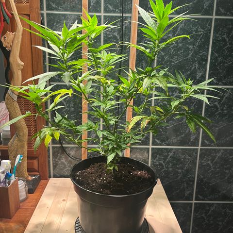 Green Gelato growlog photo: 20:45