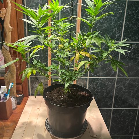 Green Gelato growlog photo: 20:45