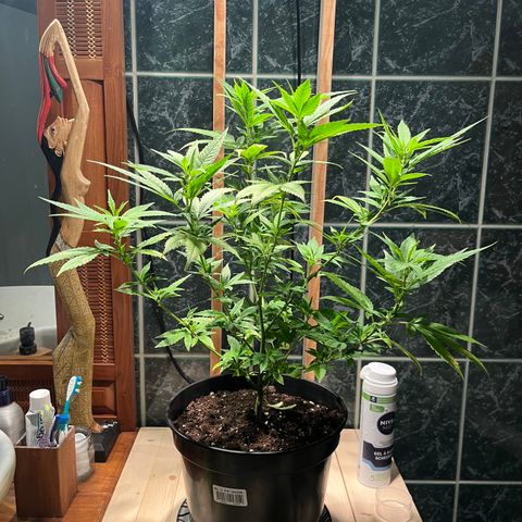 Green Gelato growlog photo: 18:00