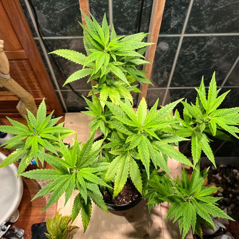 Green Gelato growlog photo: 18:00