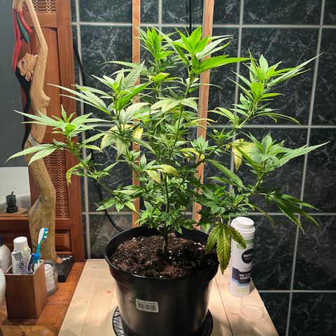 Green Gelato growlog photo: 18:00
