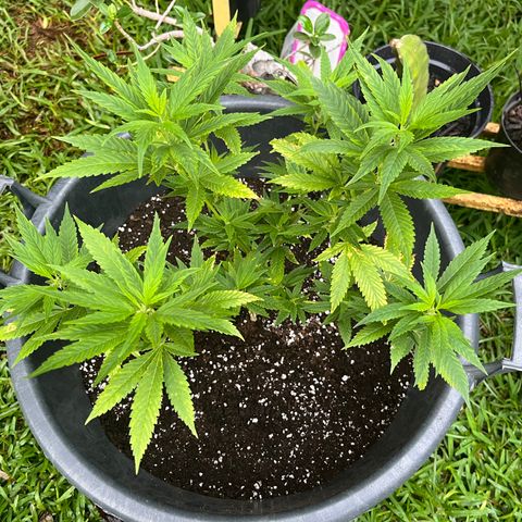 Green Gelato growlog timeline photo