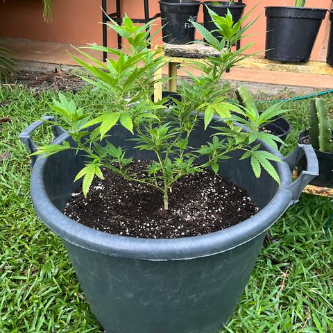 Green Gelato growlog timeline photo