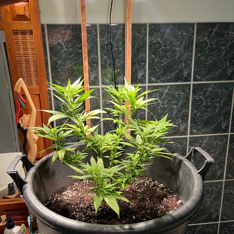 Green Gelato growlog timeline photo