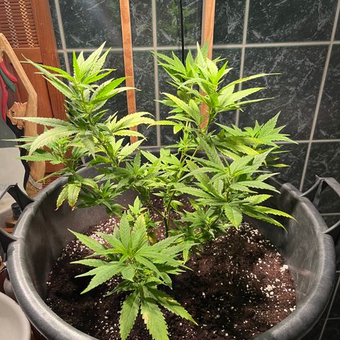 Green Gelato growlog timeline photo