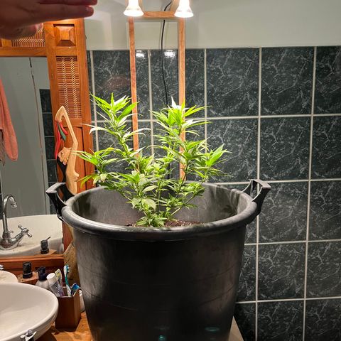 Green Gelato growlog timeline photo