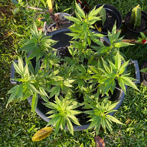 Green Gelato growlog photo: 7h
