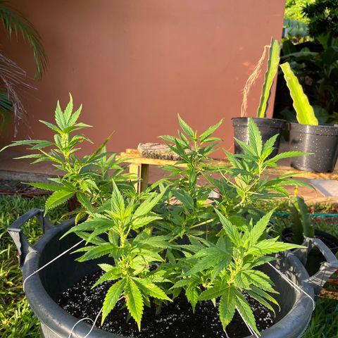 Green Gelato growlog photo: 7h