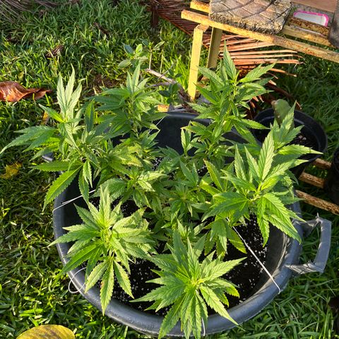 Green Gelato growlog photo: 7h