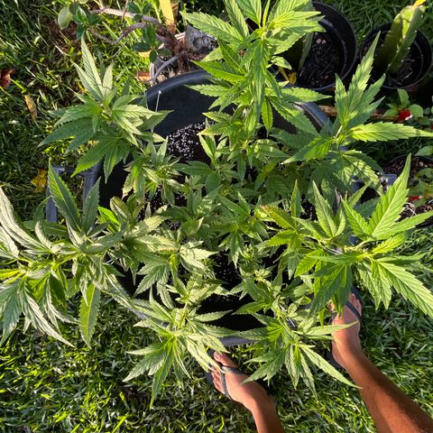 Green Gelato growlog photo: 7h