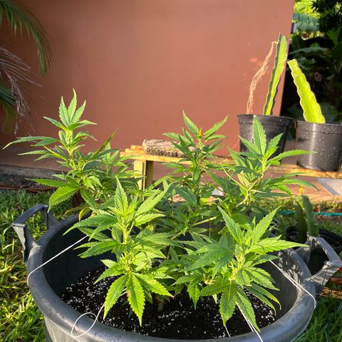 Green Gelato growlog photo: 7h