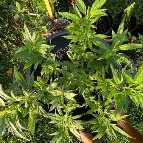 Green Gelato growlog photo: 7h