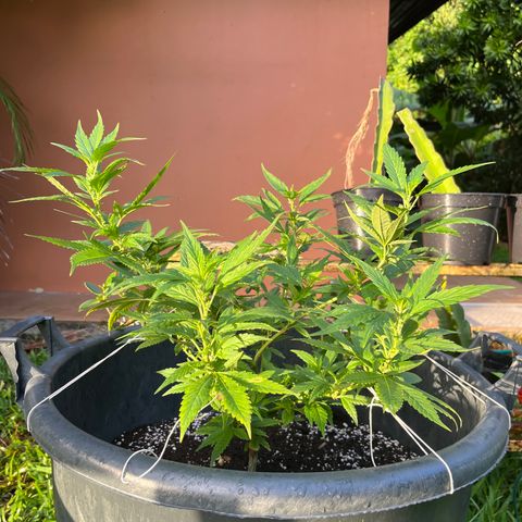 Green Gelato growlog photo: 7h