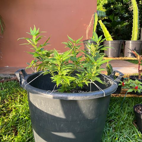 Green Gelato growlog photo: 7h