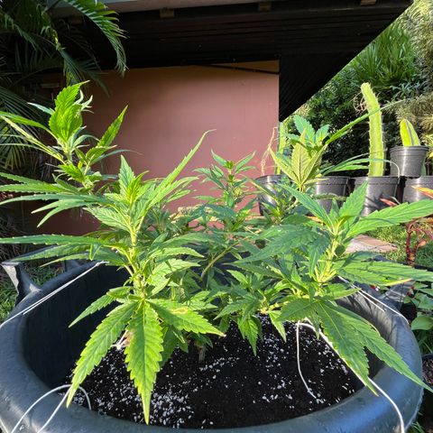 Green Gelato growlog photo: 7h