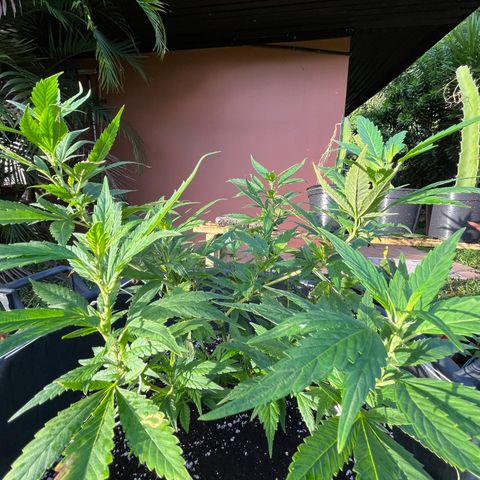 Green Gelato growlog photo: 7h