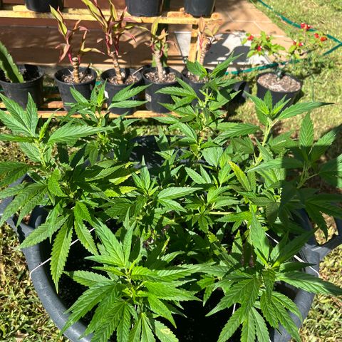 Green Gelato growlog timeline photo