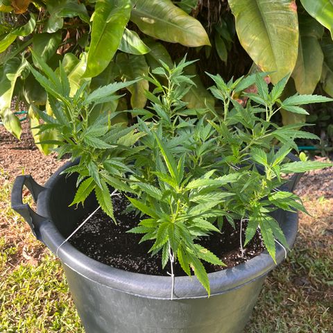 Green Gelato growlog timeline photo