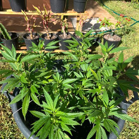 Green Gelato growlog timeline photo