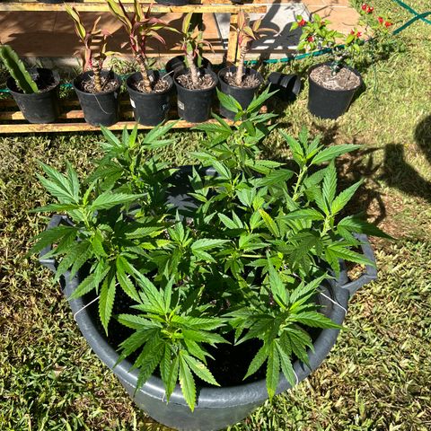 Green Gelato growlog timeline photo