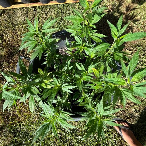Green Gelato growlog timeline photo