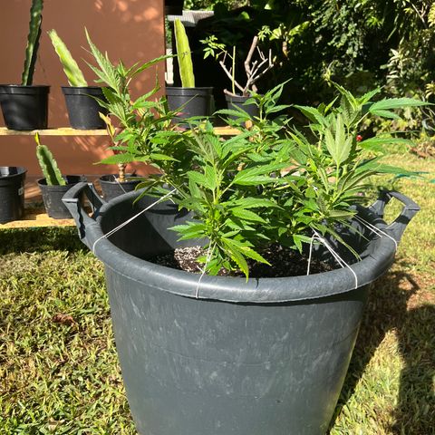 Green Gelato growlog timeline photo