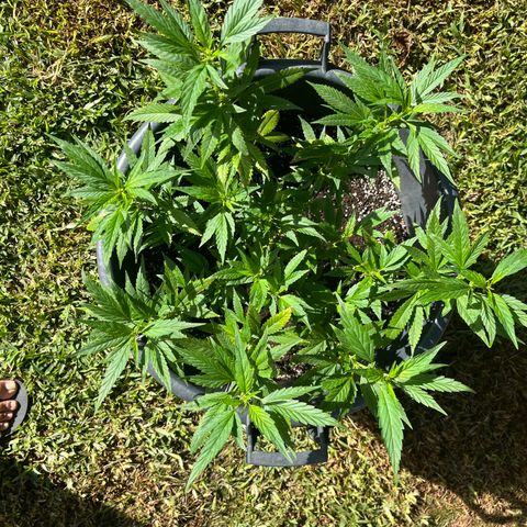 Green Gelato growlog timeline photo