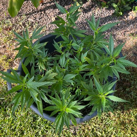 Green Gelato growlog timeline photo
