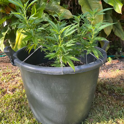 Green Gelato growlog timeline photo