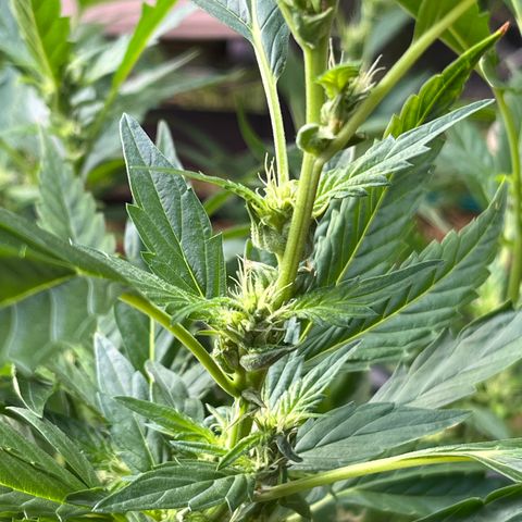 Green Gelato growlog timeline photo