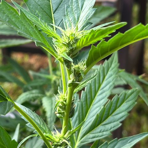 Green Gelato growlog timeline photo