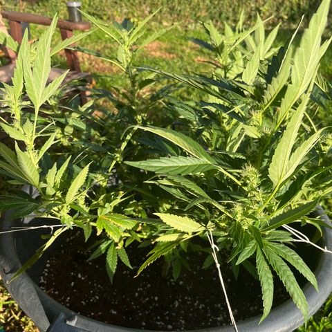 Green Gelato growlog timeline photo