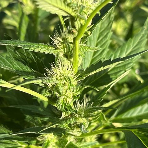 Green Gelato growlog timeline photo