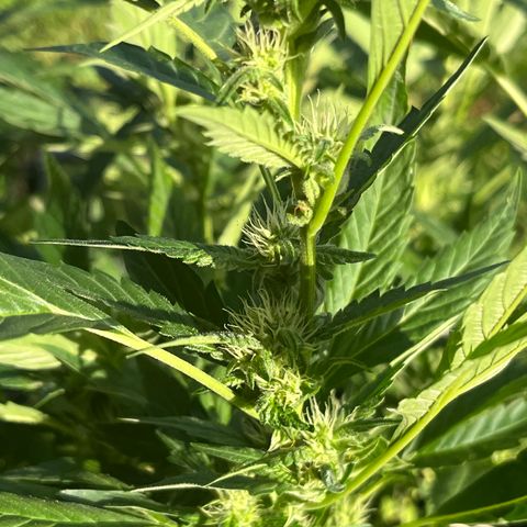 Green Gelato growlog timeline photo