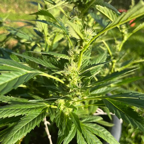 Green Gelato growlog timeline photo