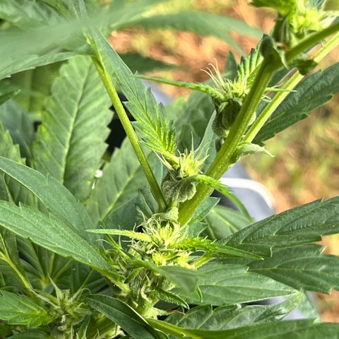 Green Gelato growlog timeline photo